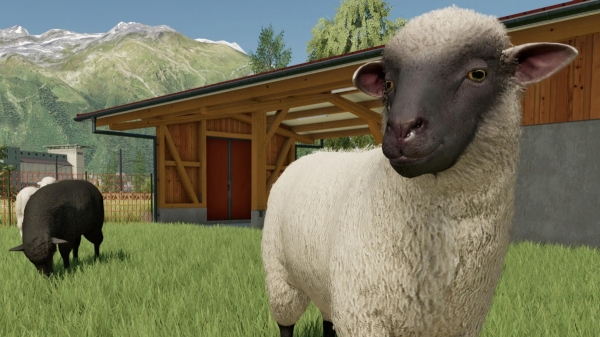 Стань миллионером в Farming Simulator 2022. Гайд по заработку на курах и овцах